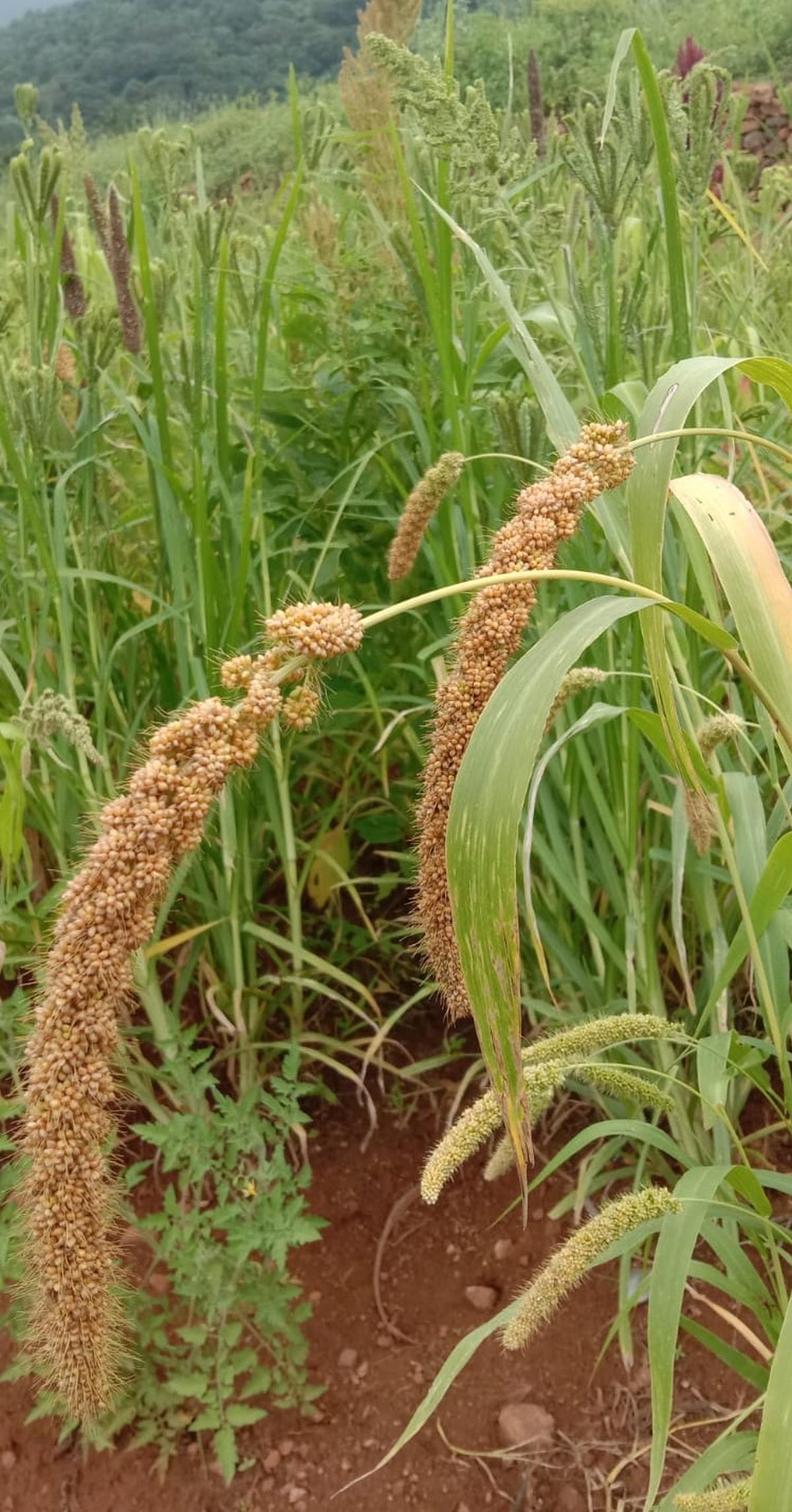 Millet farming is on an expansion mode in Kerala The Hindu